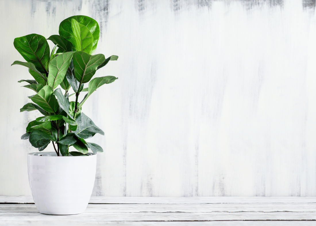 Fiddle-leaf fig